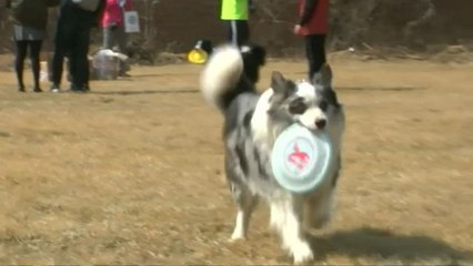 Frisbee-catching dogs take part in China contest