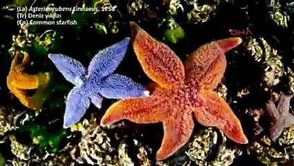 Akdeniz&#39;e gelen zehirli aslan balığı için &#39;Aranıyor&#39; afişi