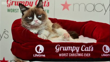 &#39;Somurtkan Kedi&#39; 710 bin dolar tazminat kazandı