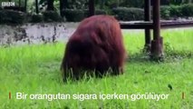 Sigara içen orangutanın görüntüleri, hayvan hakları örgütlerini harekete geçirdi