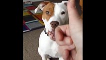 İşitme engelli köpeğin hayatı işaret diliyle değişti