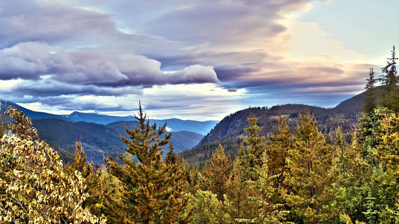 Wikipedia Sasquatch Article part 1 - sasquatch mail forwarding