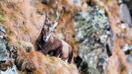 ПОЧЕМУ ГОРНЫЕ КОЗЛЫ НЕ ПАДАЮТ