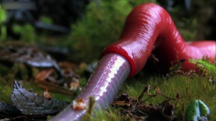 10 САМЫХ МЕРЗКИХ ВИДЕО ЮТУБА