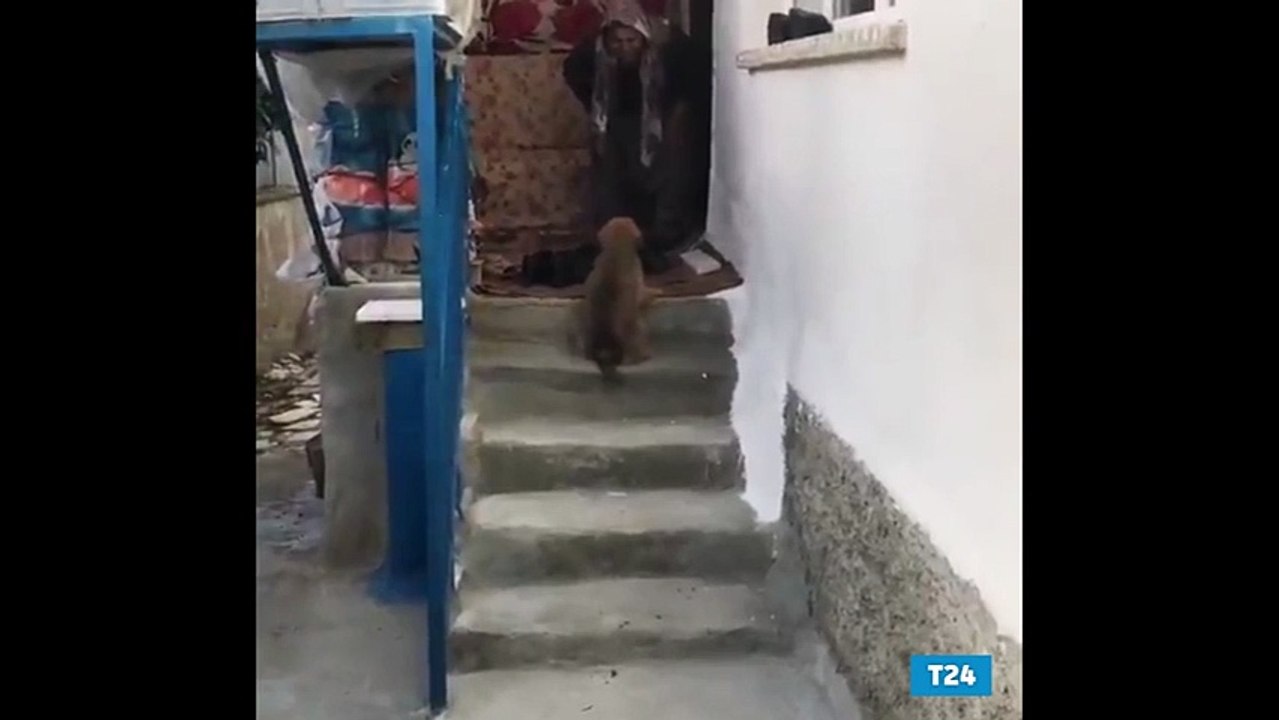 Sosyal medya yavru köpeği Ege şivesiyle karşılayan Hatice Teyzeyi konuşuyor!