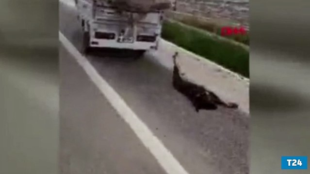 Köpeği, motosikletin arkasına bağlayıp sürükledi!