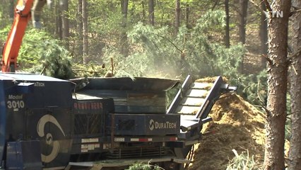 재선충병 전국 확산, 고통받은 '산림'...재발생률 낮춰야 / YTN