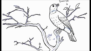 How to Draw a Bird on a Tree Branch