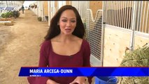 Hundreds of Horses Return Home After 46 Killed in Fire