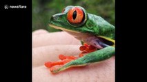 Watch a red-eyed tree frog's eyes bulge to mammoth proportions