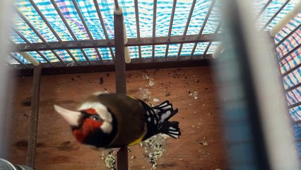 La Star du Chant d'oiseaux