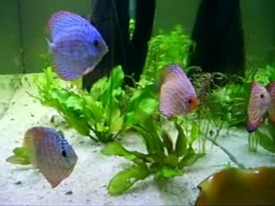 Discus chez Gwenn