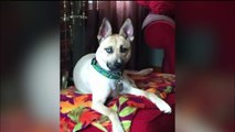 Pennsylvania Man Charged in Dog's Shooting Death