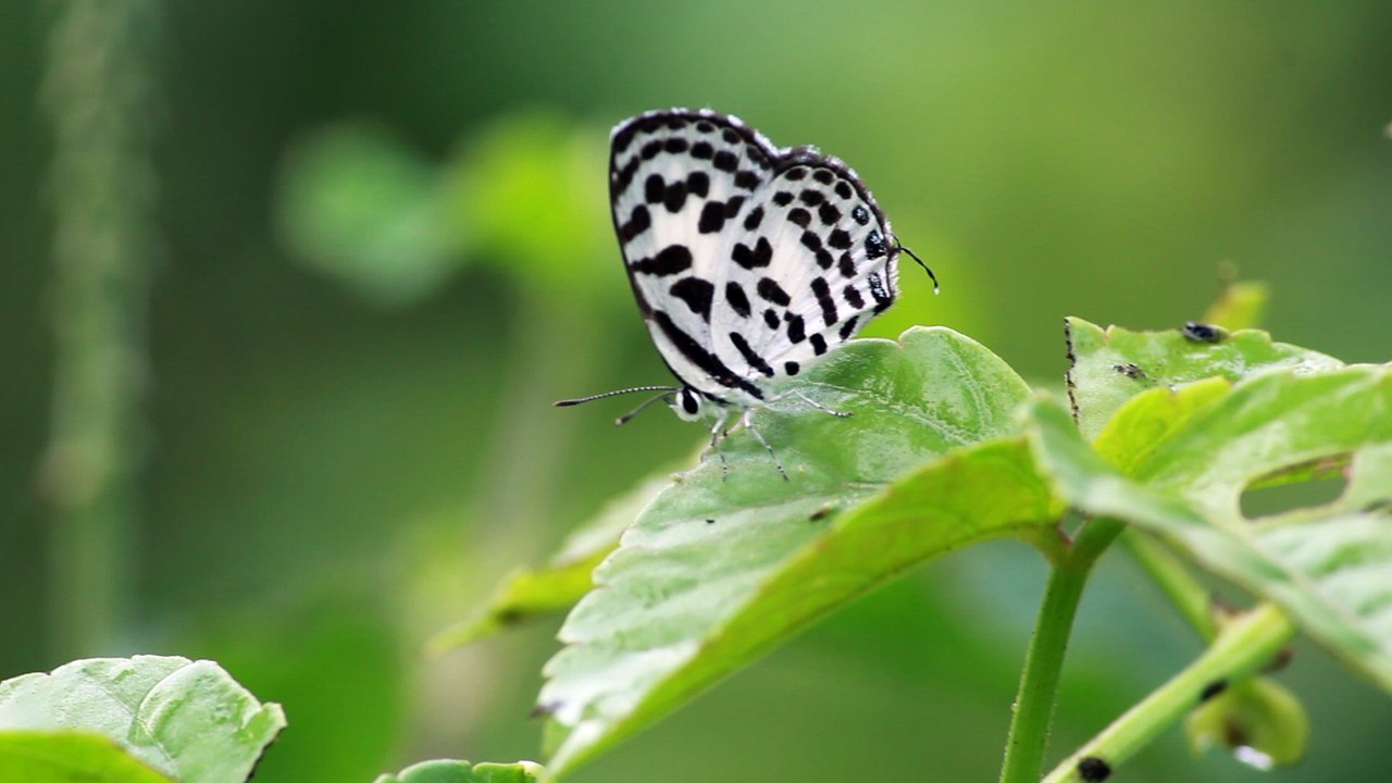Best Colourful Butterfly in the World