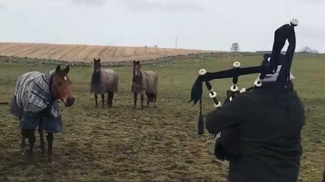 Ces chevaux sont mélomanes et patriotes