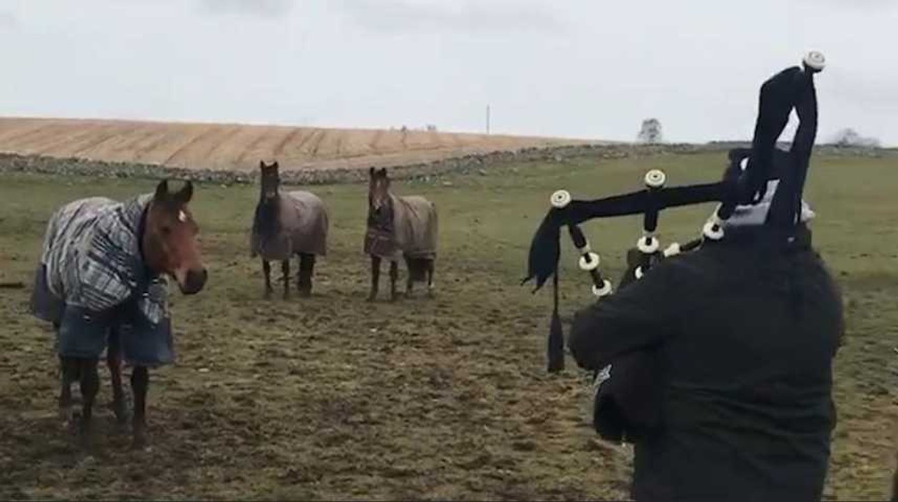 Ces chevaux sont mélomanes et patriotes