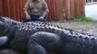 Regardez la taille de son crocodile de compagnie