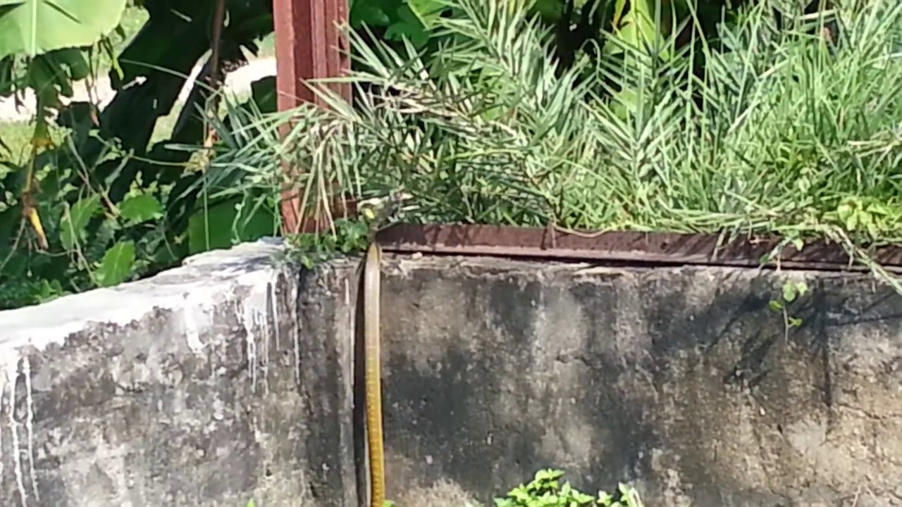 Ils filment un énorme serpent qui s'enfuit avec son repas dans la gueule