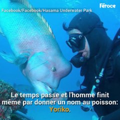 Il croise un poisson à l'air féroce qui est en fait adorable... belle amitié