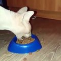 Quand ton chat a vraiment très faim