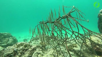 Ces poissons nagent à la verticale et se cachent dans des branches à l'approche d'un plongeur - razorfish