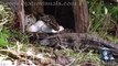 Il filme un python dans son nid en train de protéger ses oeufs