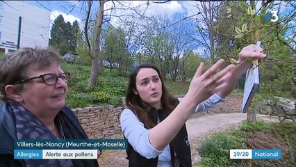 Allergies : alerte aux pollens