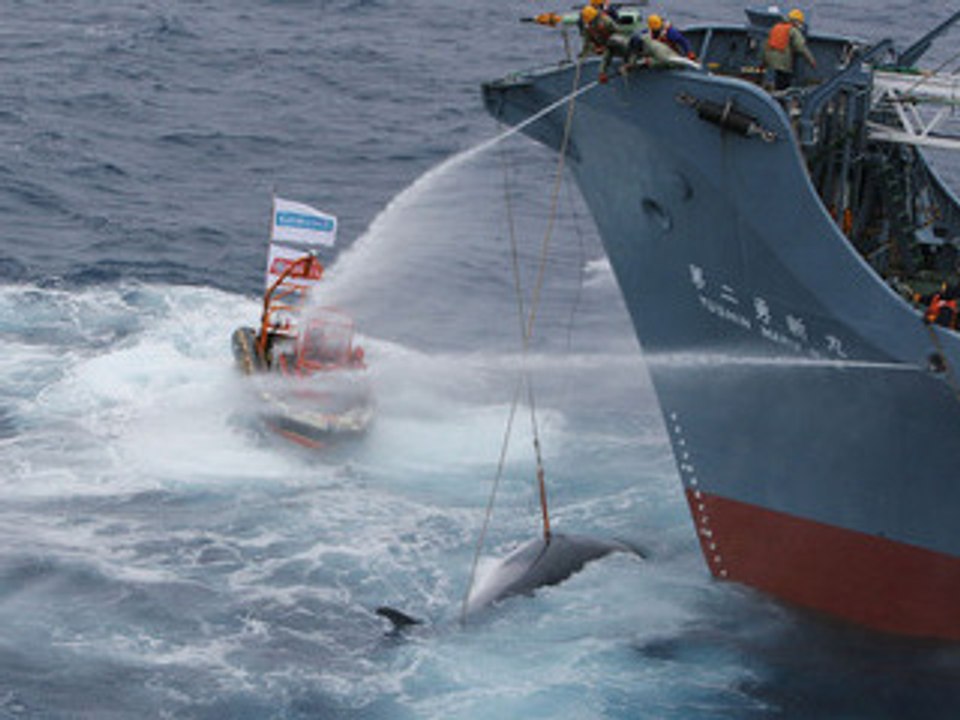 Baleines en danger