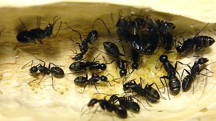 Муравьиная ферма из дерева. Формикарий для camponotus japonicus