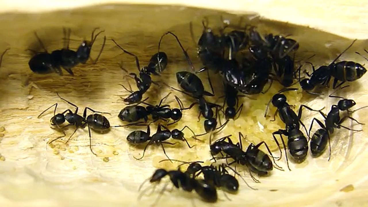 Муравьиная ферма из дерева. Формикарий для camponotus japonicus