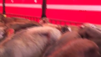 Bayburt'ta Çiftçiler, Hibe Edilen Hayvanları Almak İstemedi