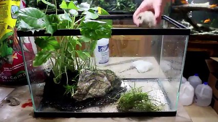 Rescaping My Bettas 10 Gallon Riparium/Aquarium