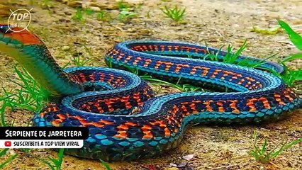 10 Serpientes Exóticas Únicas En El Mundo