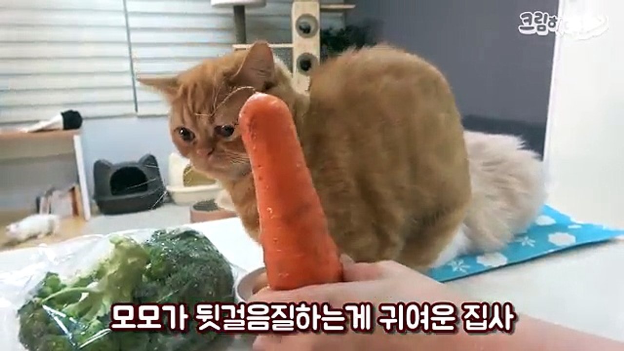 요리실력 상향패치 고양이용 햄버그 스테이크