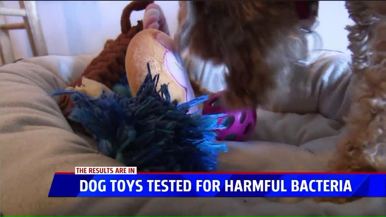 Tests Show Dog Toys Harber Hundreds of Thousands of Bacteria