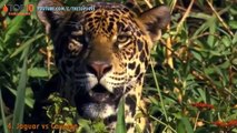 THE TOP 10 || TOP 10 JAGUARS .V.S. ANIMALS || jaguars .v.s. Crocodile, Capibara, Cayman, Puma...
