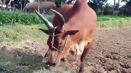 Kangayam cow playing like a bull காங்கேயம் மாடு விளையாடுது (1)