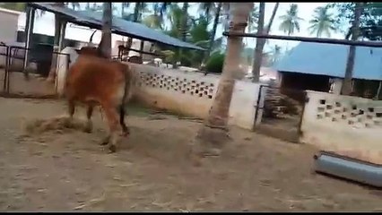 Kangayam cow காங்கேயம் மாடு