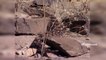 The Reptiles of the Desert  Unseen Videos of Monitor Lizard Snake Cobra  AR Entertainments ...