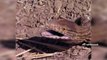 The Reptiles of the Desert  Unseen Videos of Monitor Lizard Snake Cobra PART 2