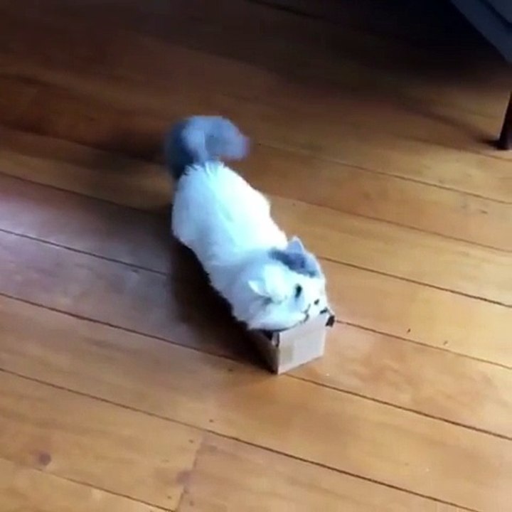 Ce chat adore les boîtes en carton : il fait du surf avec !