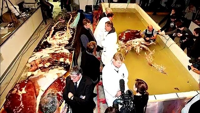 10 АНОМАЛЬНО БОЛЬШИХ ЖИВОТНЫХ! – САМЫЕ БОЛЬШИЕ ЖИВОТНЫЕ НА ПЛАНЕТЕ!