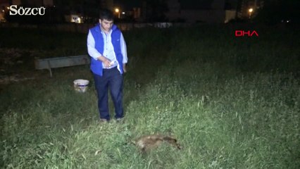 Aç bırakılan sokak köpekleri, 4 keçiyi telef etti