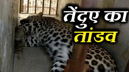 गांव में घुसकर तेंदुए ने किया लोगों पर हमला, देखिए कैसे हुआ पिंजड़े में कैद