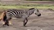 Lion Kills Warthog in Kruger Park - Lion vs Warthog Struggle to Death