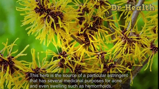 How To Cure Completely Hemorrhoids With Witch Hazel Only After A Week - 4 Easy Steps | Hemorrhoid Treatment