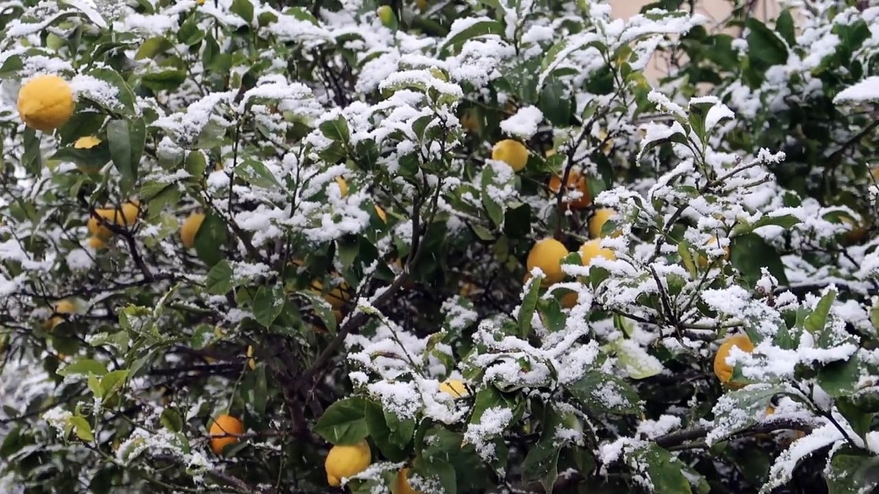NANA DÉCOUVRE LA NEIGE ! •♡