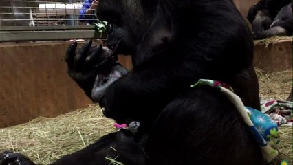 Adorable baby gorilla born at national zoo