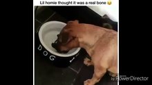 Will the dog eat the bone?