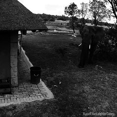 Un éléphant met des déchets à la poubelle (spycam)